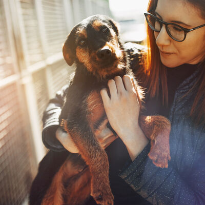 Animal shelters