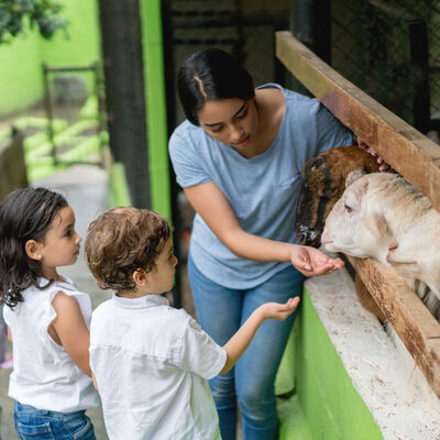 Start a program for young people and college students to work temporarily on animal farms. This could be short term like alternative spring break trips, summer "internships" and gap years.