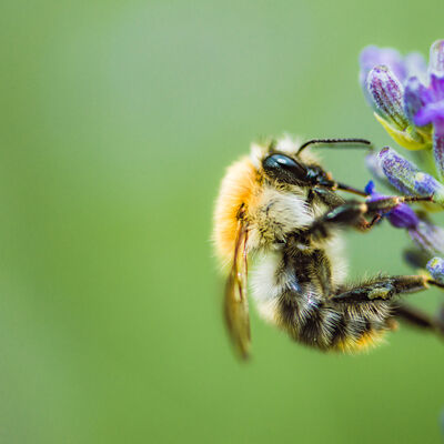 Bees
